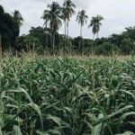 揭秘原神内鬼吧:背后的秘密与真相探讨 998c6t9