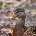 揭秘911爆料网与长津大学的深度联系与影响 9d3iw7b1w2