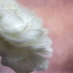 播放器推荐4K:适合家庭影院的最佳选择与使用指南 z5op08om